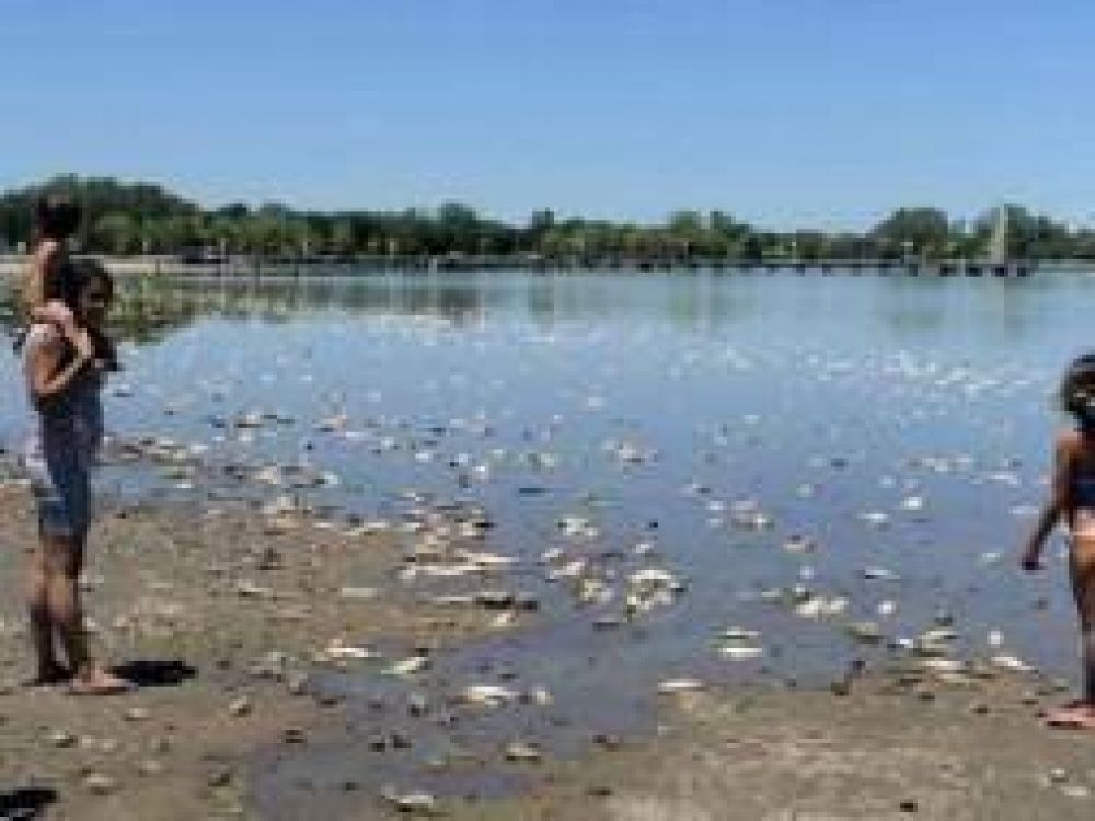 Jun�n: Centenares de peces muertos por la sequ�a
