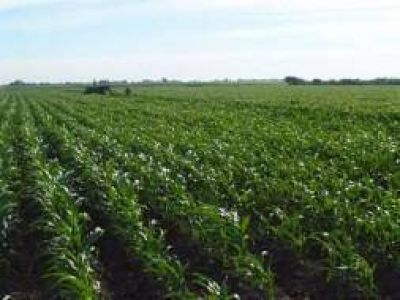 La sequ�a afecta la producci�n agr�cola del noroeste bonaerense 