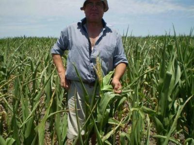Preocupa la falta de lluvias en cultivos de ma�z 