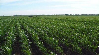A ra�z de la sequ�a, se agrava la situaci�n del agro en Jun�n