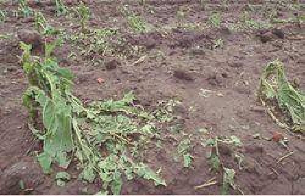Piden la emergencia agropecuaria en Salta