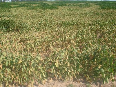Sequa en Villegas, piden que se declare emergencia agropecuaria 