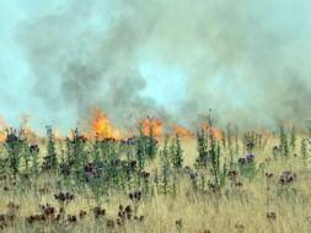 Olavarr�a: Incendio arras� 600 hect�reas de campo 