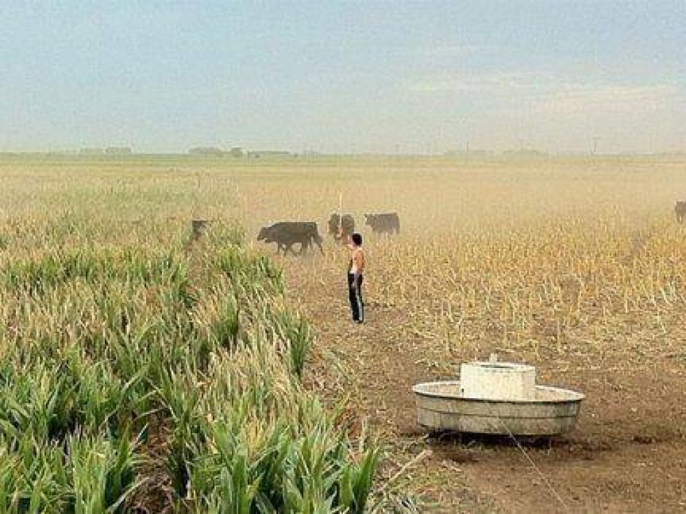 Se agrava la sequ�a y ya prev�n p�rdidas millonarias en los cultivos