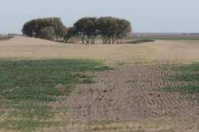 Para la Sociedad Rural por la sequa la prdida global en 9 de Julio alcanza el 30% 