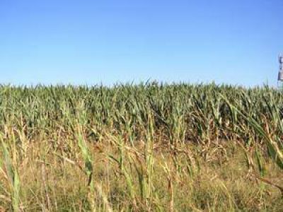 Se pedir que Chivilcoy sea declarado en Emergencia Agropecuaria  
