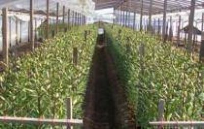 Entregaron herramientas en insumos a productores de Florencio Varela 