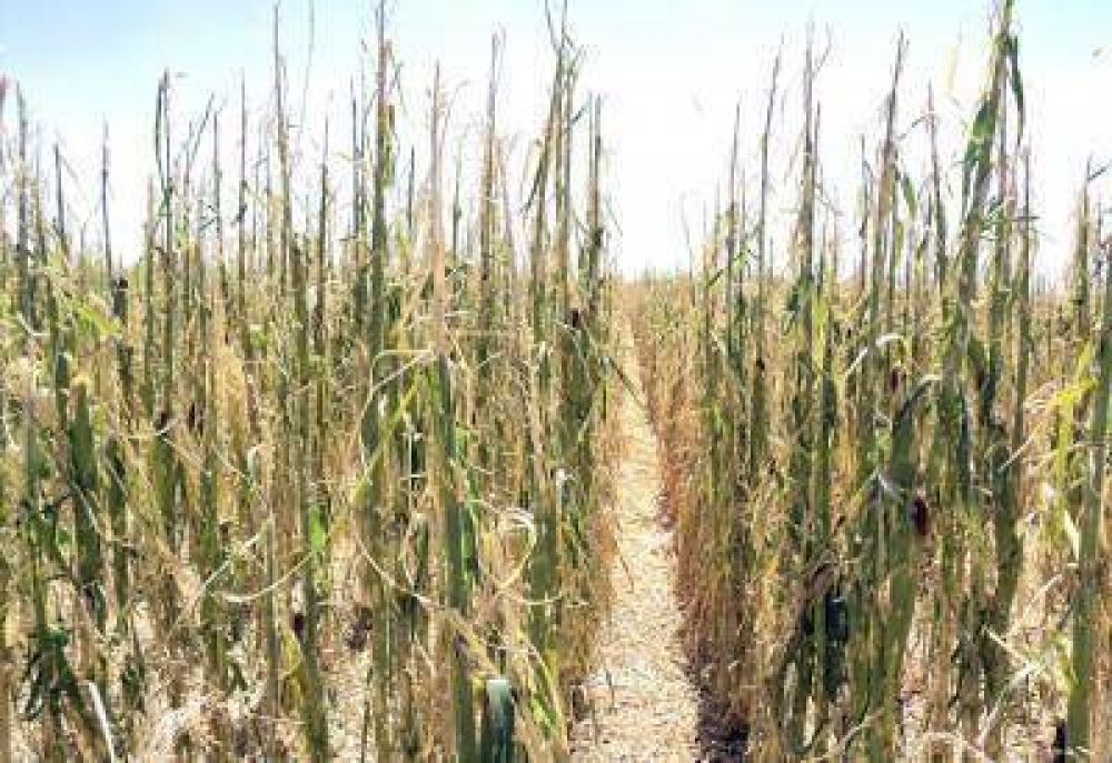  Reci�n entre lunes y martes la lluvia traer�a algo de alivio a los campos de Jun�n y zona 