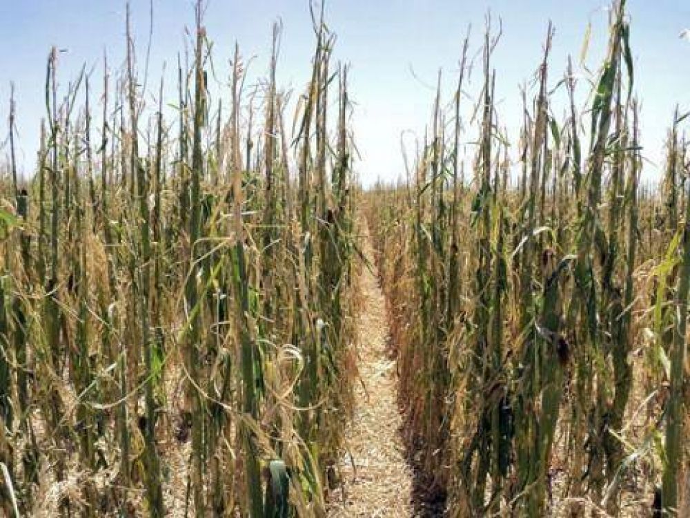 La sequ�a amenaza a la soja y compremete al 60% de la cosecha de ma�z 