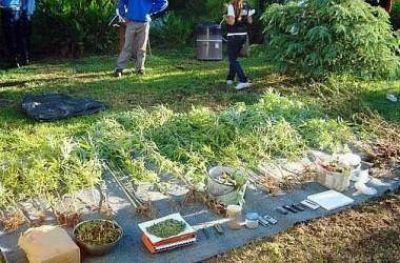 Hallan 70 plantas de marihuana en vivienda 