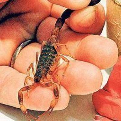 La poblaci�n acechada por los alacranes y la provincia no cuenta con el ant�doto