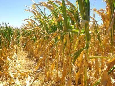  En Jun�n se perdi� el 40% del ma�z, el 30% de la soja de segunda y el 10% de la de primera 