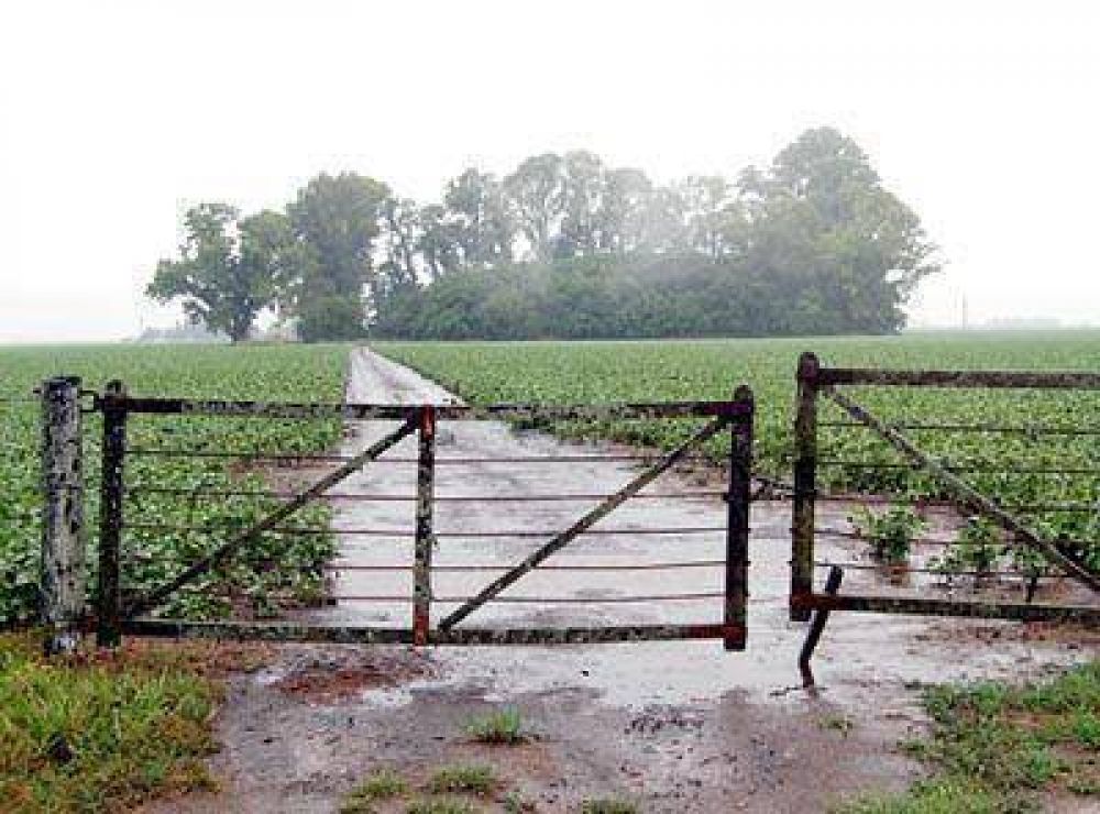 Las �ltimas precipitaciones no alcanzaron para revertir el estado de los cultivos.