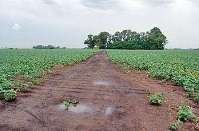 En el campo el agua fue muy bien recibida pero se necesita mucha m�s 