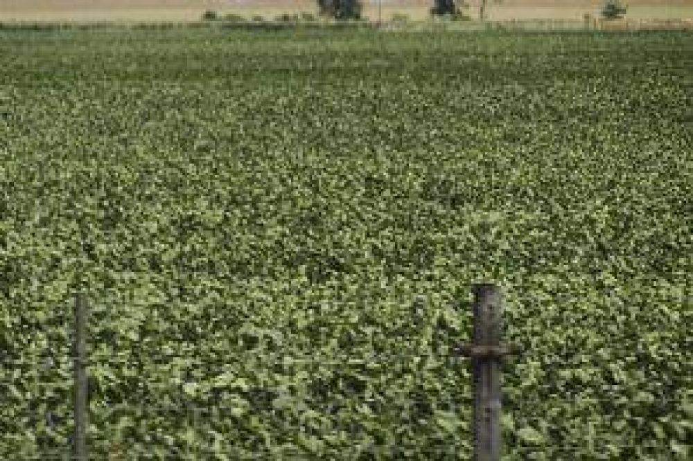 La lluvia abri� una peque�a �esperanza� en el campo