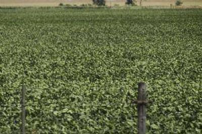 La lluvia abri� una peque�a �esperanza� en el campo