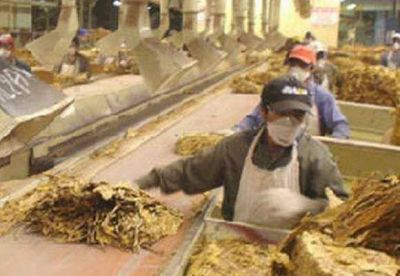 Nuevos salarios para rurales que trabajan en los tabacales.