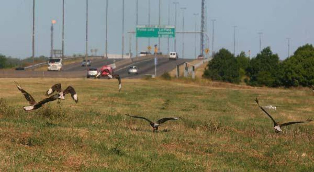 La autopista es un nido gigante de caranchos
