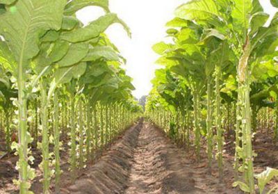 Respaldo de productores a gestiones que realiza la C�mara del Tabaco.