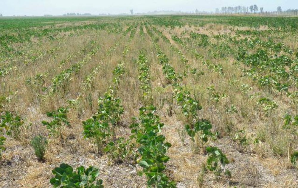 Federaci�n Agraria pidi� al gobierno cordob�s que apoye reclamo por sequ�a