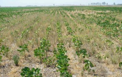 Federaci�n Agraria pidi� al gobierno cordob�s que apoye reclamo por sequ�a