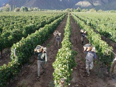 Vendimia modesta: el INV proyect� 10% menos de uva para 2012