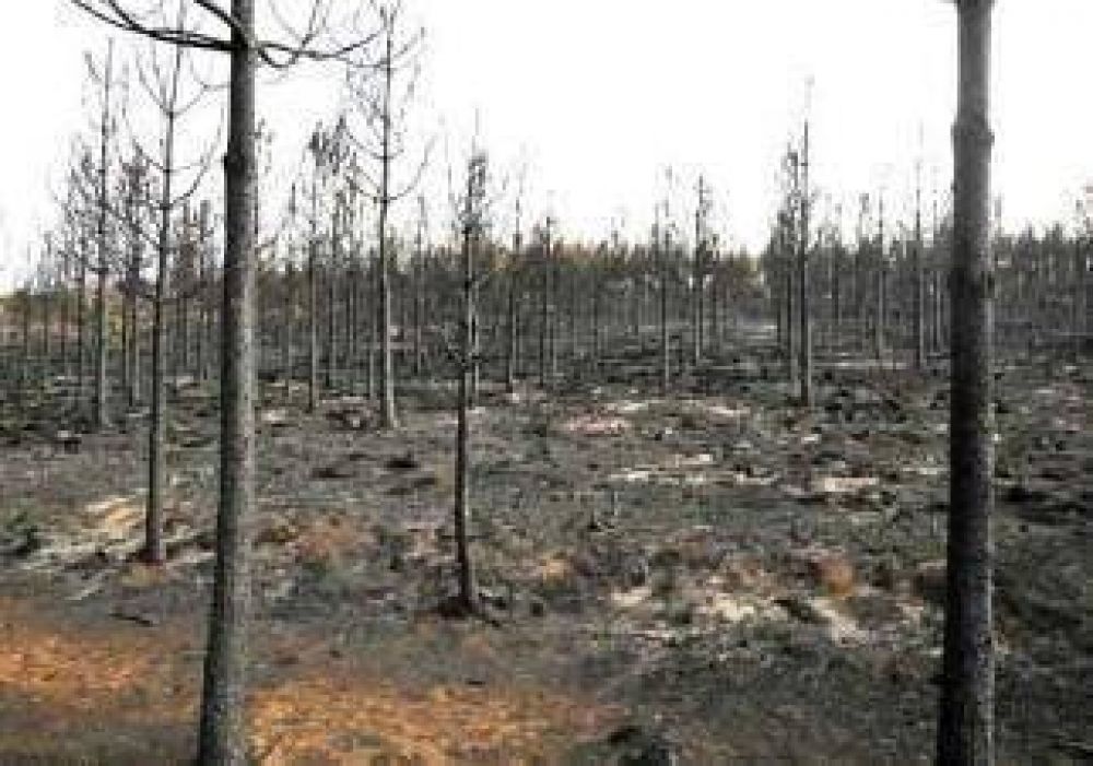 Son 7.000 las hect�reas quemadas 
