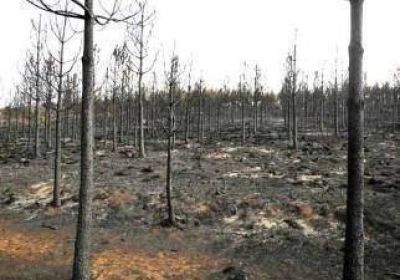 Son 7.000 las hect�reas quemadas 