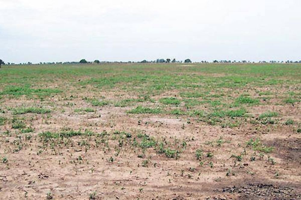 �Buscan decretar la Emergencia Agropecuaria en Z�rate�.