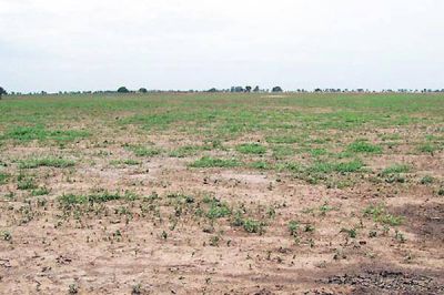 �Buscan decretar la Emergencia Agropecuaria en Z�rate�.