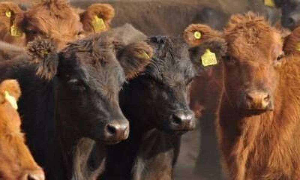 Asistir�n con alimentos a los productores cuyos animales sean afectados por la sequ�a