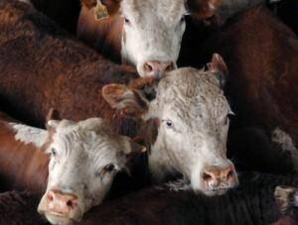 Qu� es el programa regional de carnes sure�as