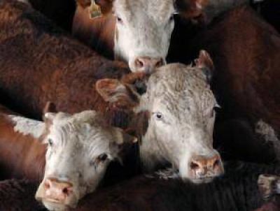 Qu� es el programa regional de carnes sure�as