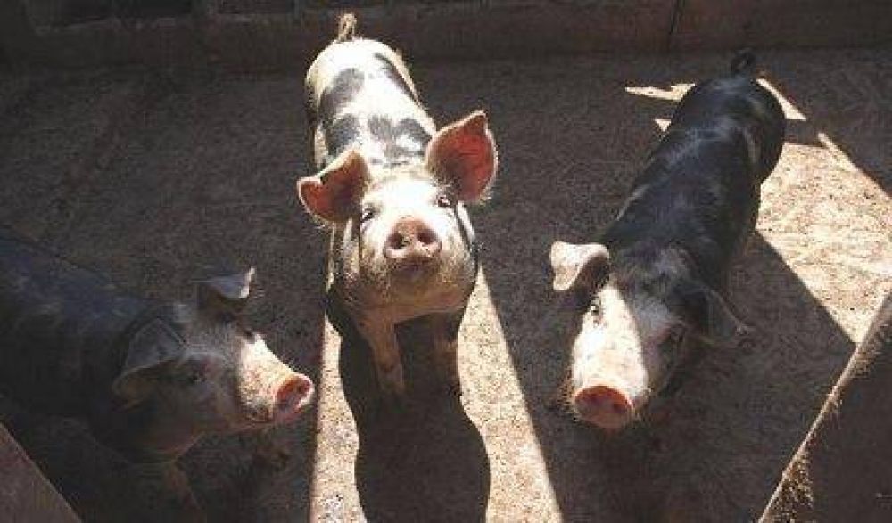 Rechazan la instalaci�n de la primera planta de biog�s en La Pampa