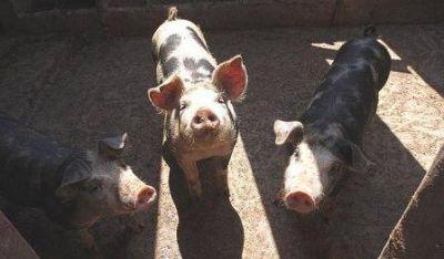 Rechazan la instalaci�n de la primera planta de biog�s en La Pampa