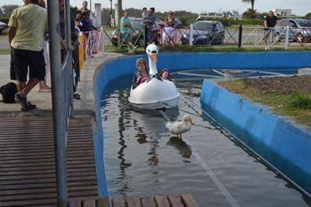 El viernes vuelven los cisnes a Parque Camet