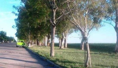 Denuncian tala indiscriminada de �rboles en la zona del Terrapl�n