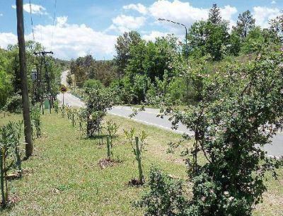 Programa Primera Impresi�n: Cortaderas renueva el ingreso a la localidad