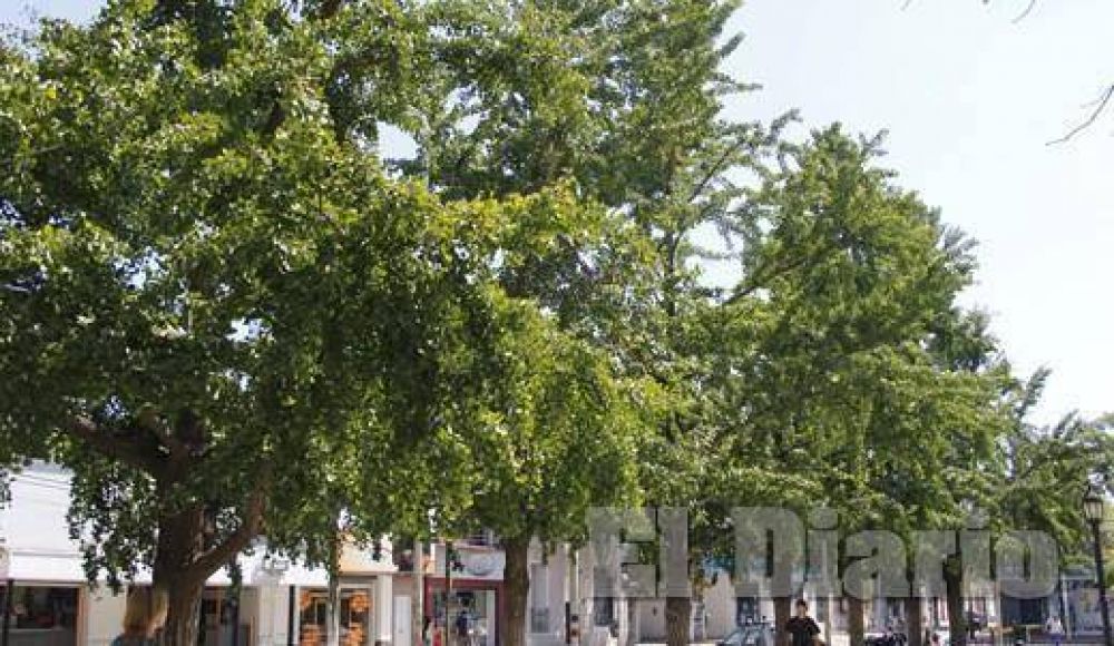 Proyectan la creaci�n de una verdadera �f�brica de �rboles�