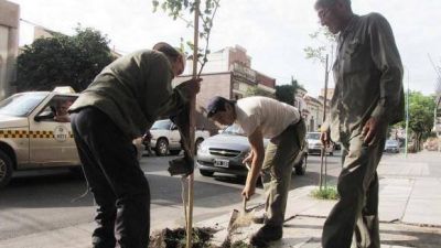 En la Capital tucumana ya se forest� con 9.200 �rboles en diferentes barrios