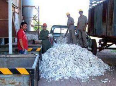 Primera entrega de algod�n en la Cooperativa G�emes, de Castelli 
