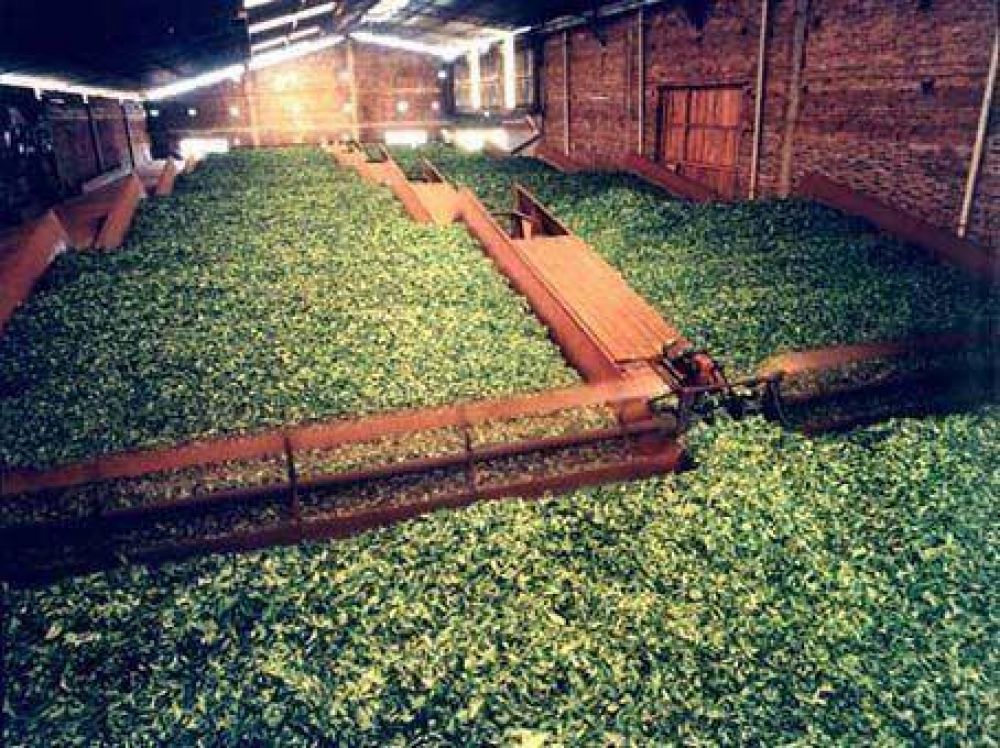 Yerba: en la �ltima campa�a la producci�n fue de 2,6 millones de kilos menos que en 2010