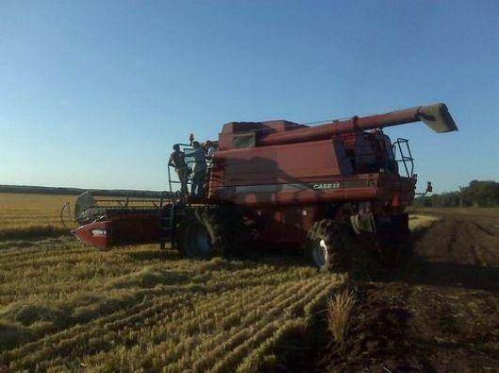 R�cord de producci�n har�a bajar los precios del arroz