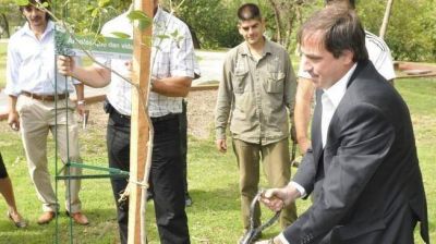 La Municipalidad quiere plantar 100 mil �rboles