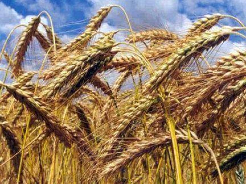 La Federaci�n Agraria pide que se libere el saldo exportable de trigo