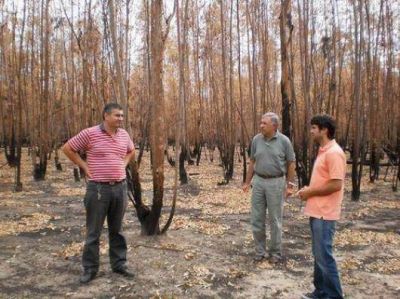 Analizan recuperar una forestaci�n incendiada