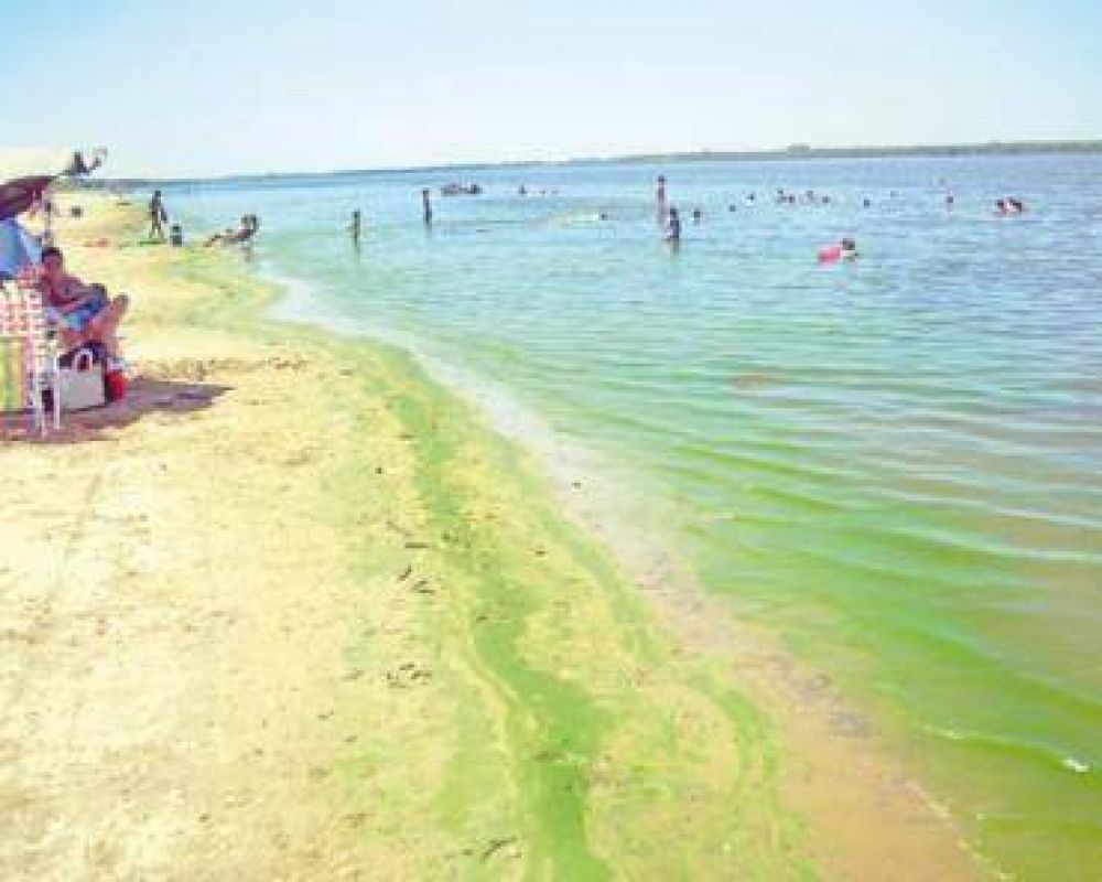 Preocupa la aparici�n de algas en nuestras playas 