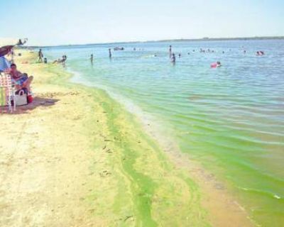 Preocupa la aparici�n de algas en nuestras playas 