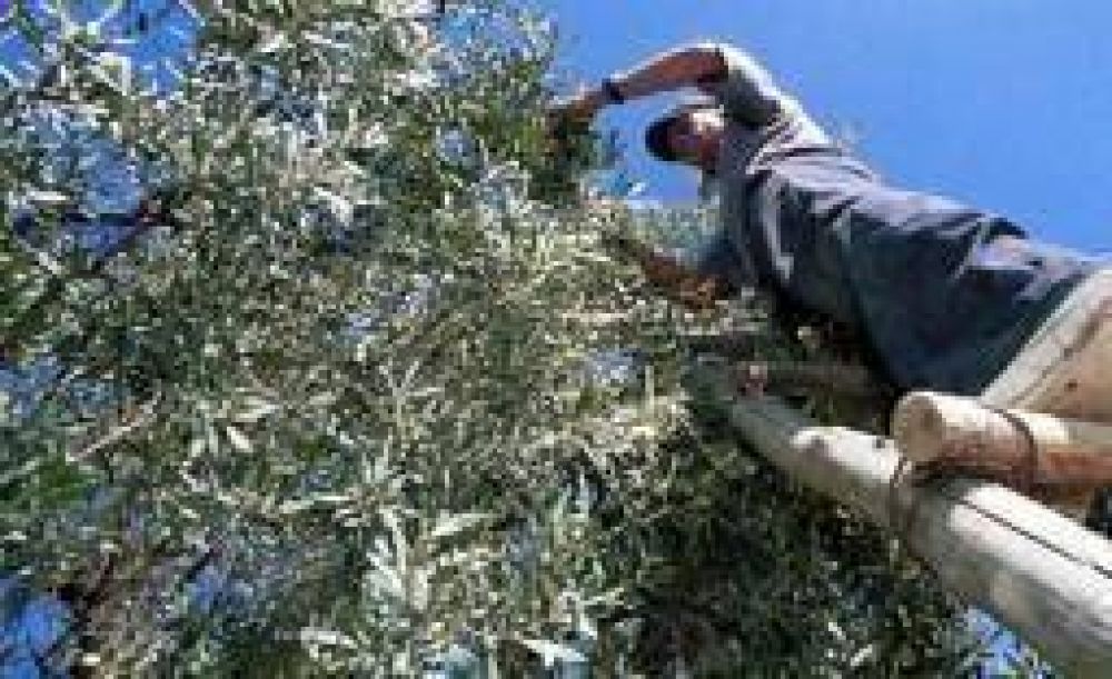 Olivo, el cultivo con mayor crecimiento en Argentina
