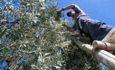 Olivo, el cultivo con mayor crecimiento en Argentina